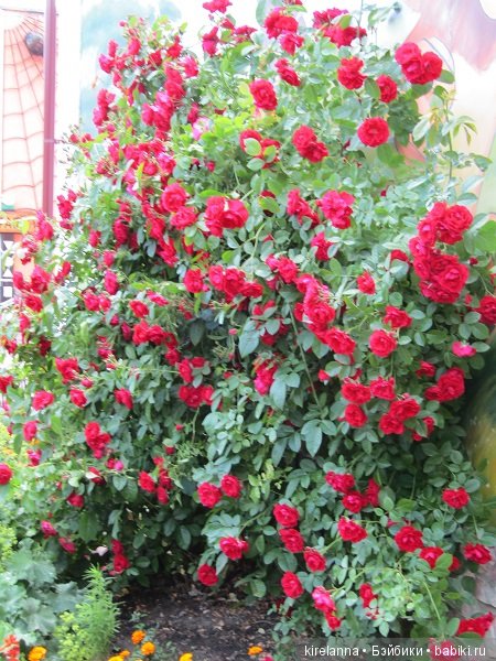 Где обедал воробей — В мире животных: смешные фото питомцев и зверей