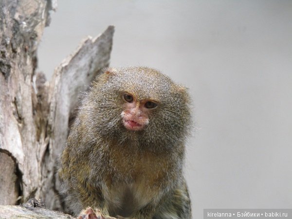 Где обедал воробей — В мире животных: смешные фото питомцев и зверей