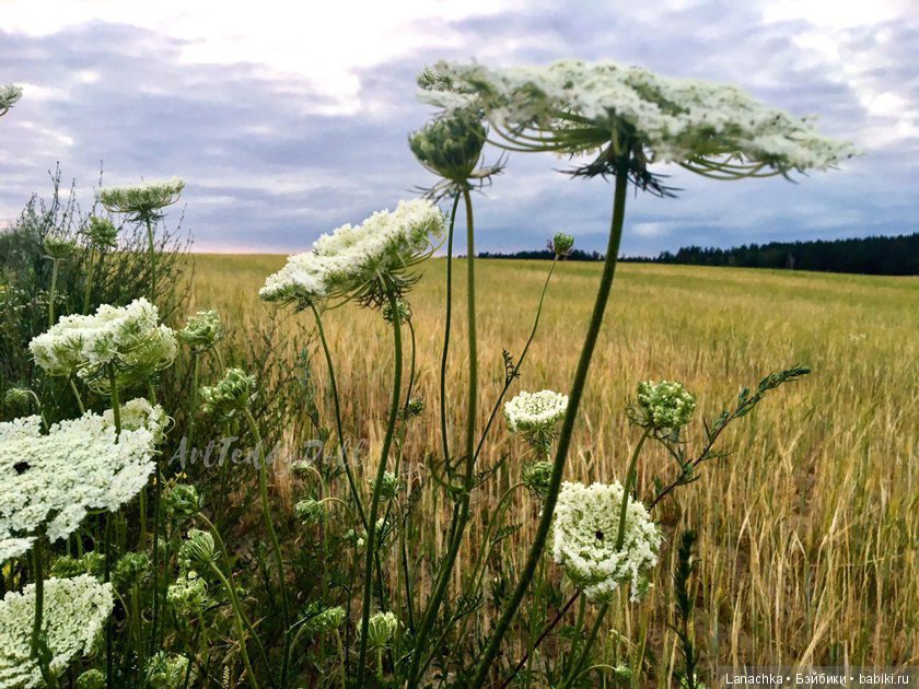 Кто рано встает, ... ?) — Болталка и разговоры обо всем: жизнь (фото 5)
