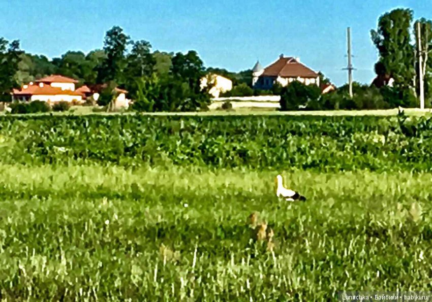 Кто рано встает, ... ?) — Болталка и разговоры обо всем: жизнь (фото 6)
