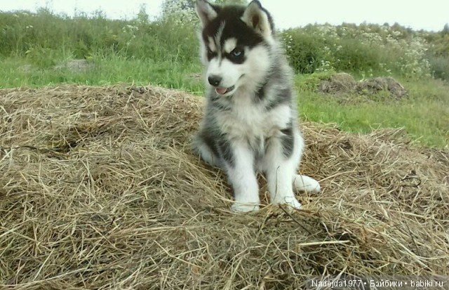 У Маши есть теперь Маша и не только