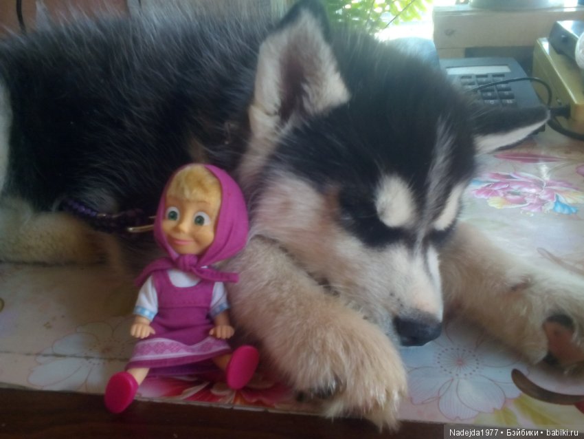 У Маши есть теперь Маша и не только