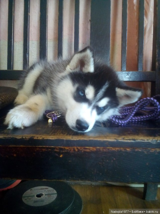 У Маши есть теперь Маша и не только