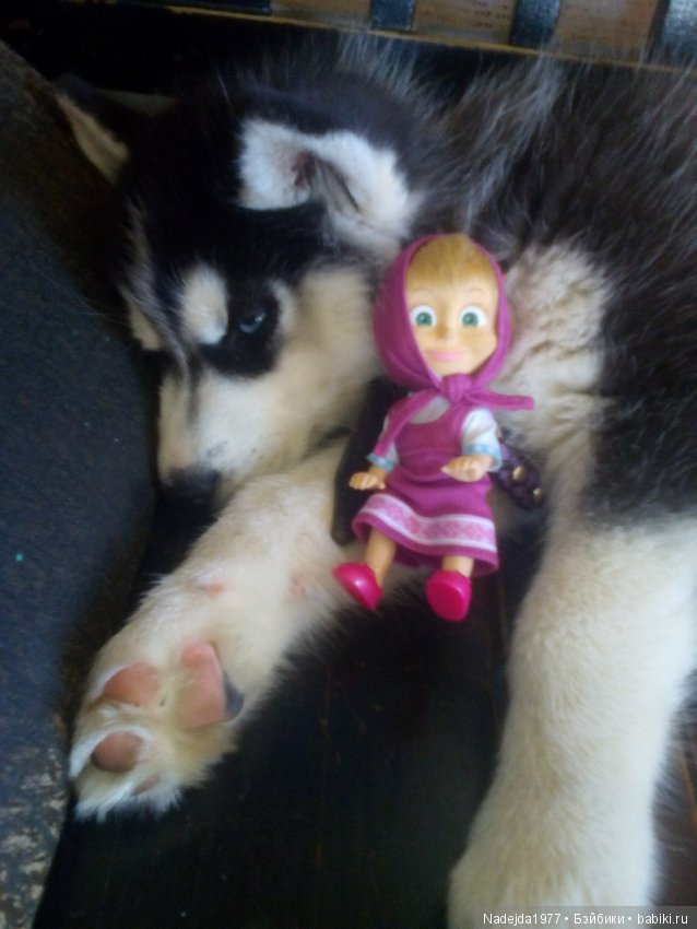 У Маши есть теперь Маша и не только