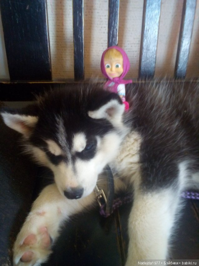 У Маши есть теперь Маша и не только