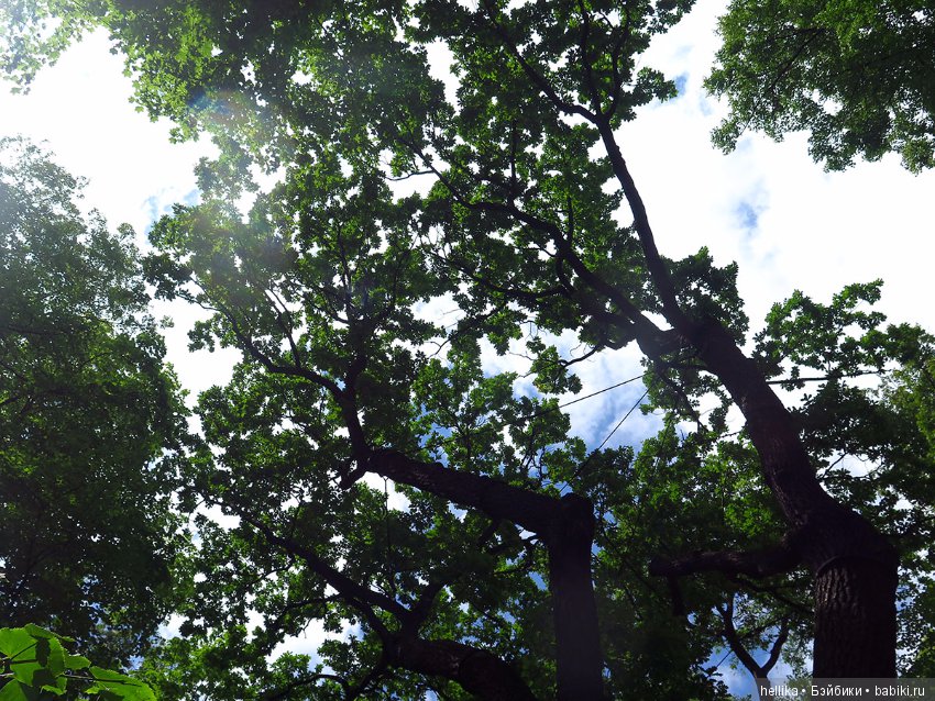 Прогулка по Летнему саду — Туризм и путешествия: фотоотчеты из поездок