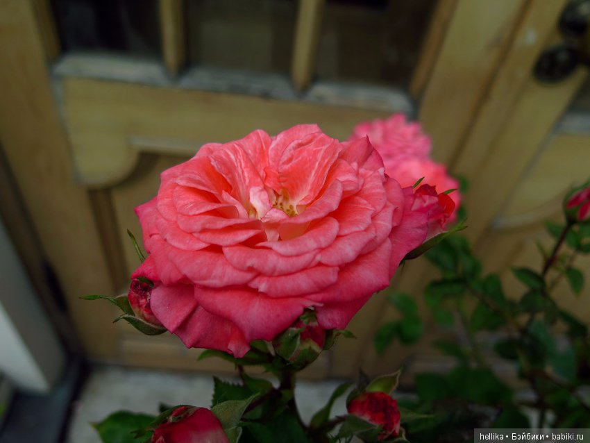 Прогулка по Летнему саду — Туризм и путешествия: фотоотчеты из поездок