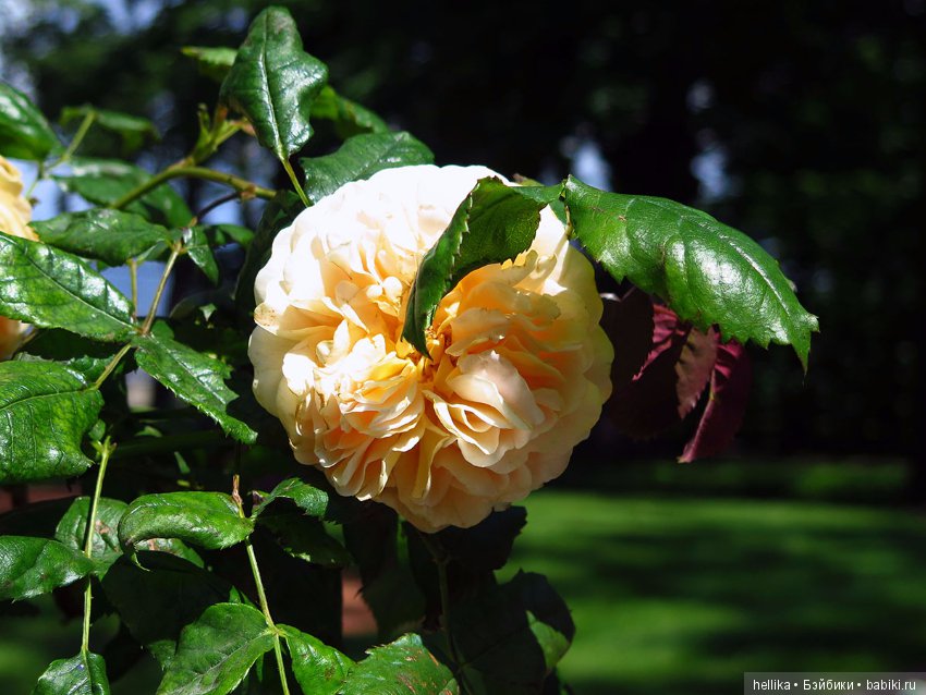 Прогулка по Летнему саду — Туризм и путешествия: фотоотчеты из поездок (фото 8)