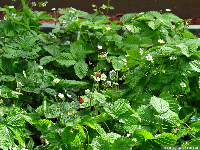 Прогулка по Летнему саду — Туризм и путешествия: фотоотчеты из поездок