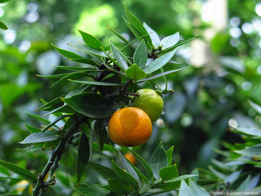 Прогулка по Летнему саду — Туризм и путешествия: фотоотчеты из поездок