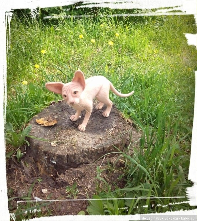 Мои первые сфинксы — Валяные игрушки из шерсти: сухое валяние (фото 6)