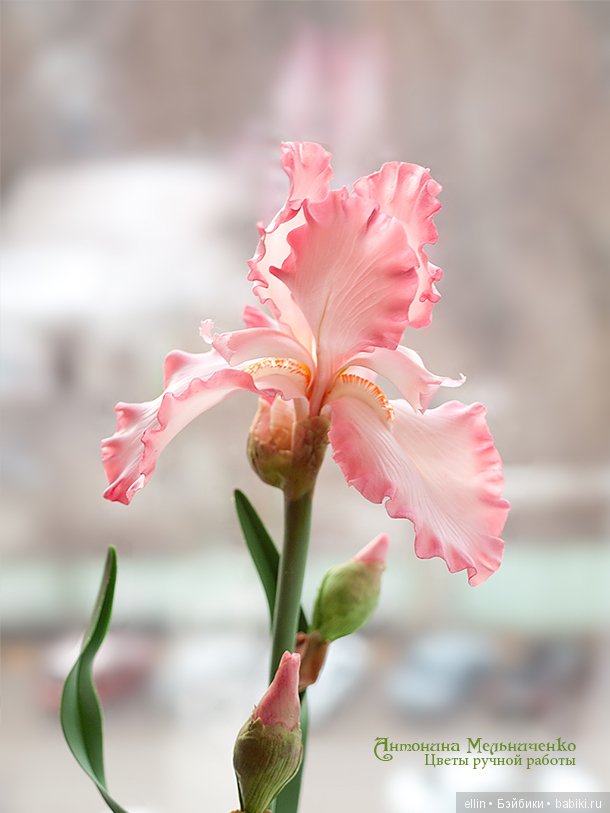 Рукотворная красота. Цветы из холодного фарфора