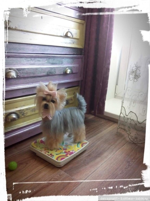 Йорик — Валяные игрушки из шерсти: сухое валяние