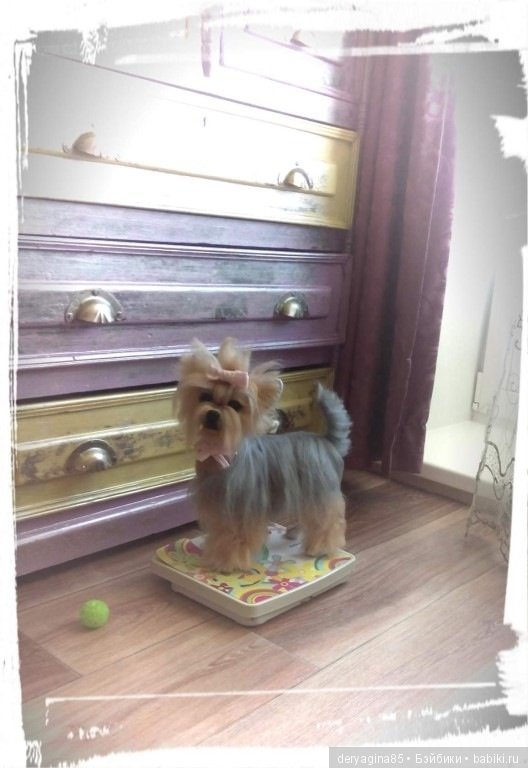 Йорик — Валяные игрушки из шерсти: сухое валяние (фото 2)