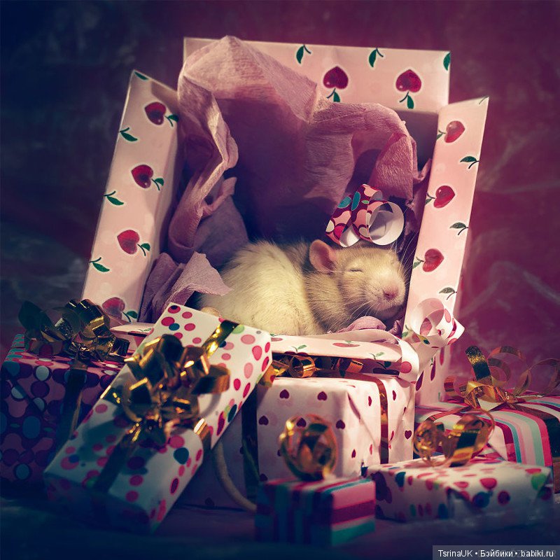 Фотогеничные крыски — В мире животных: смешные фото питомцев и зверей