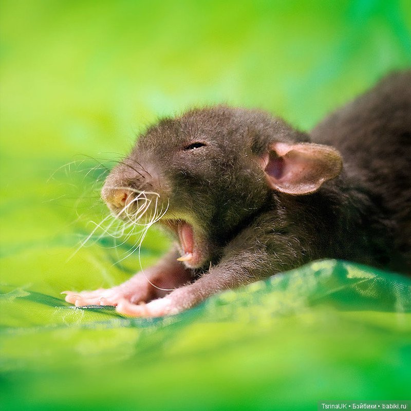 Фотогеничные крыски — В мире животных: смешные фото питомцев и зверей