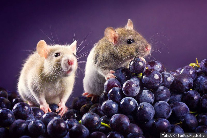 Фотогеничные крыски — В мире животных: смешные фото питомцев и зверей