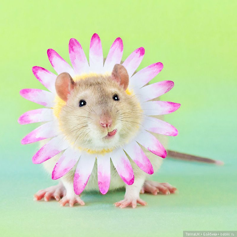 Фотогеничные крыски — В мире животных: смешные фото питомцев и зверей