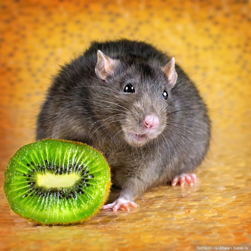 Фотогеничные крыски — В мире животных: смешные фото питомцев и зверей (фото 5)