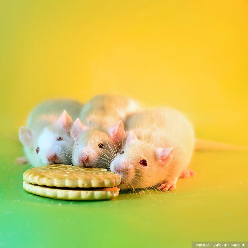 Фотогеничные крыски — В мире животных: смешные фото питомцев и зверей