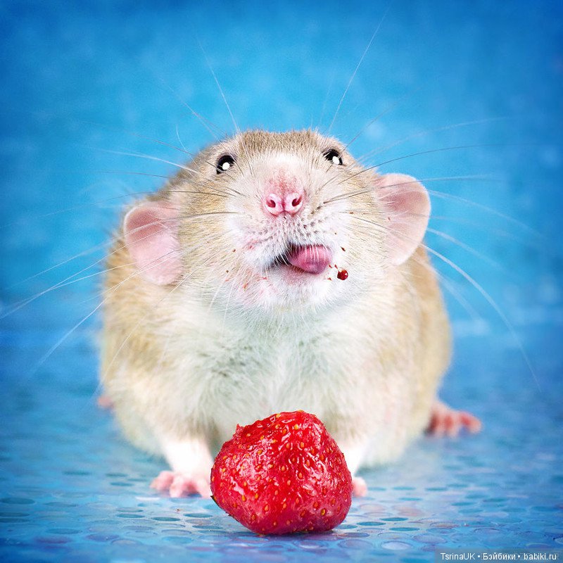 Фотогеничные крыски — В мире животных: смешные фото питомцев и зверей (фото 8)