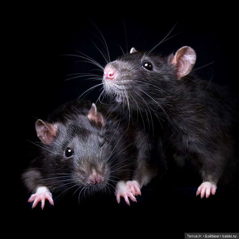 Фотогеничные крыски — В мире животных: смешные фото питомцев и зверей
