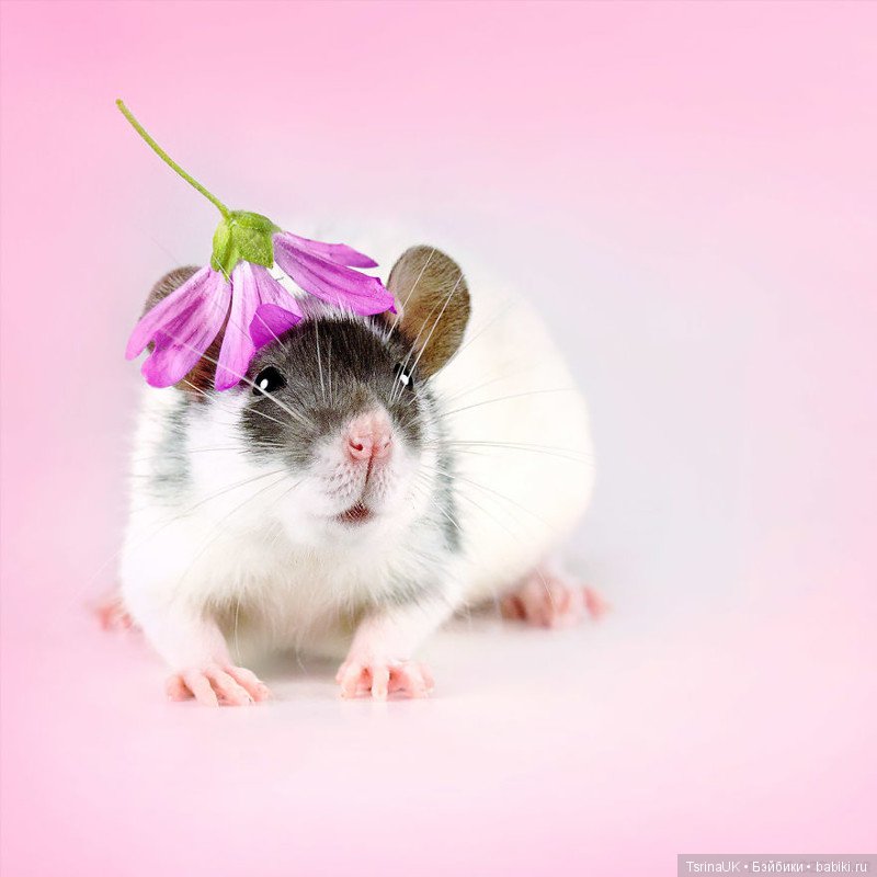 Фотогеничные крыски — В мире животных: смешные фото питомцев и зверей (фото 4)