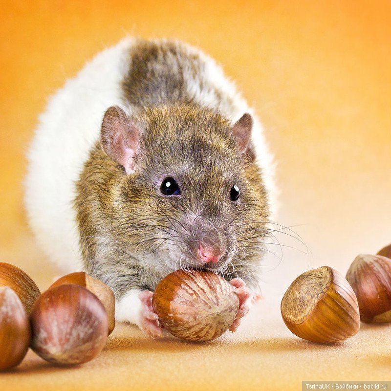 Фотогеничные крыски — В мире животных: смешные фото питомцев и зверей