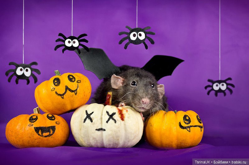 Фотогеничные крыски — В мире животных: смешные фото питомцев и зверей