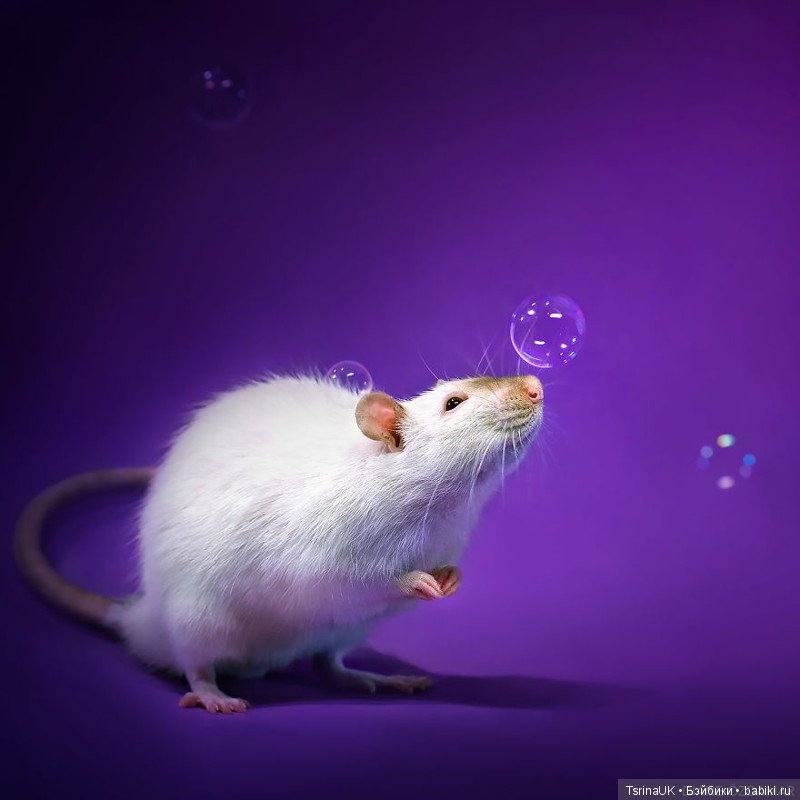 Фотогеничные крыски — В мире животных: смешные фото питомцев и зверей