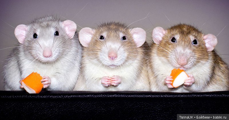 Фотогеничные крыски — В мире животных: смешные фото питомцев и зверей