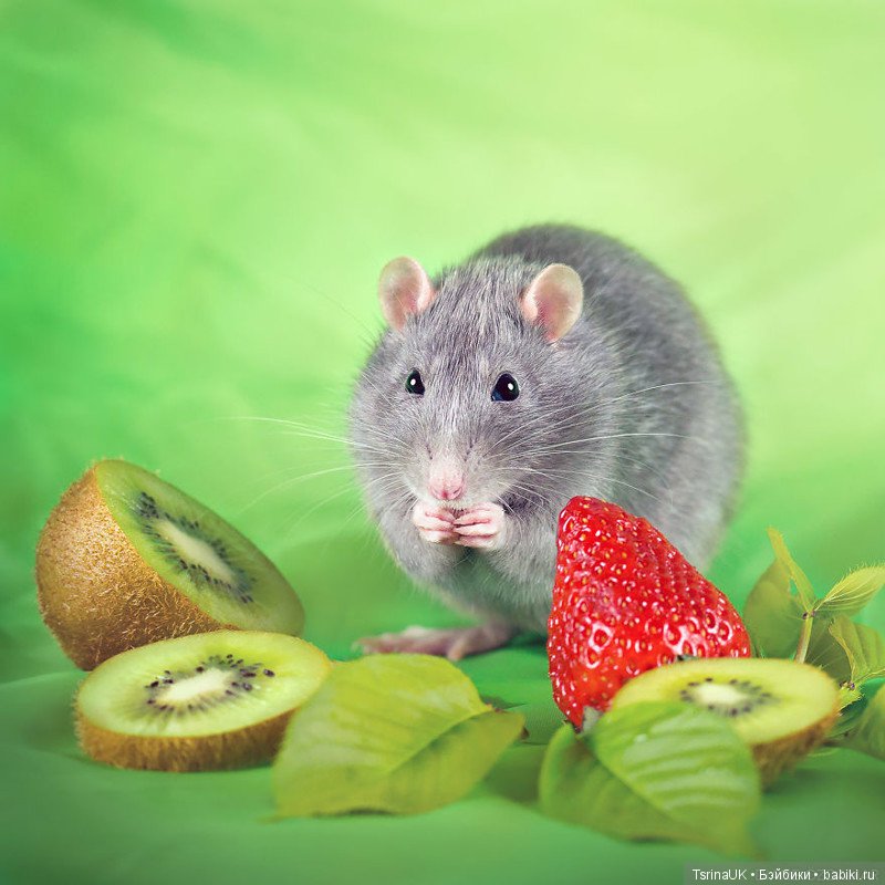 Фотогеничные крыски — В мире животных: смешные фото питомцев и зверей (фото 9)
