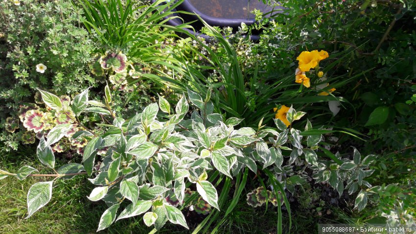 Лето... Солнце... Цветы — Болталка и разговоры обо всем: жизнь