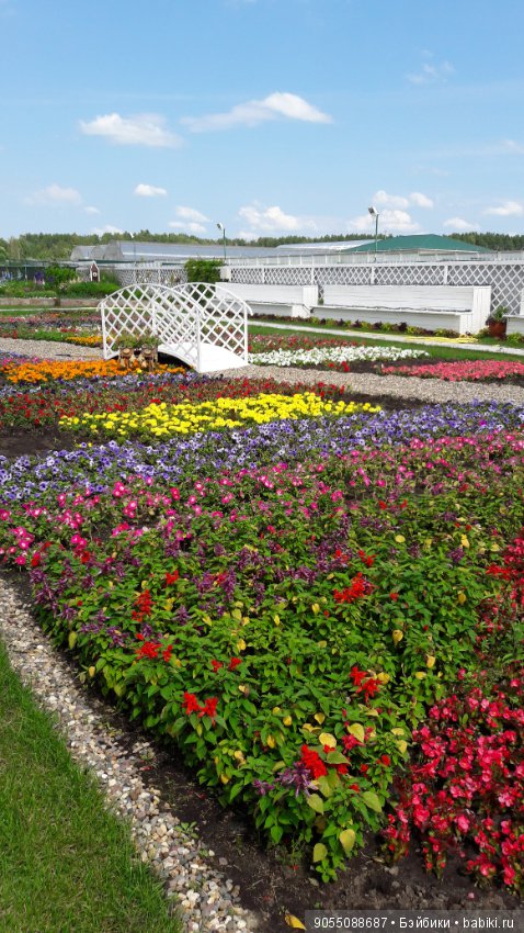 Лето... Солнце... Цветы — Болталка и разговоры обо всем: жизнь (фото 10)