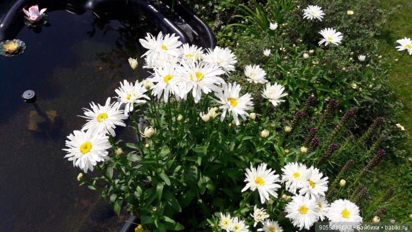 Лето... Солнце... Цветы — Болталка и разговоры обо всем: жизнь