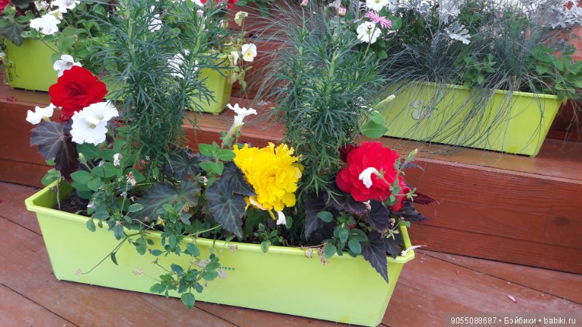 Лето... Солнце... Цветы — Болталка и разговоры обо всем: жизнь (фото 9)