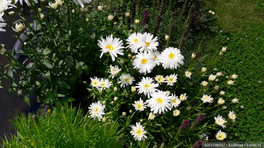 Лето... Солнце... Цветы — Болталка и разговоры обо всем: жизнь