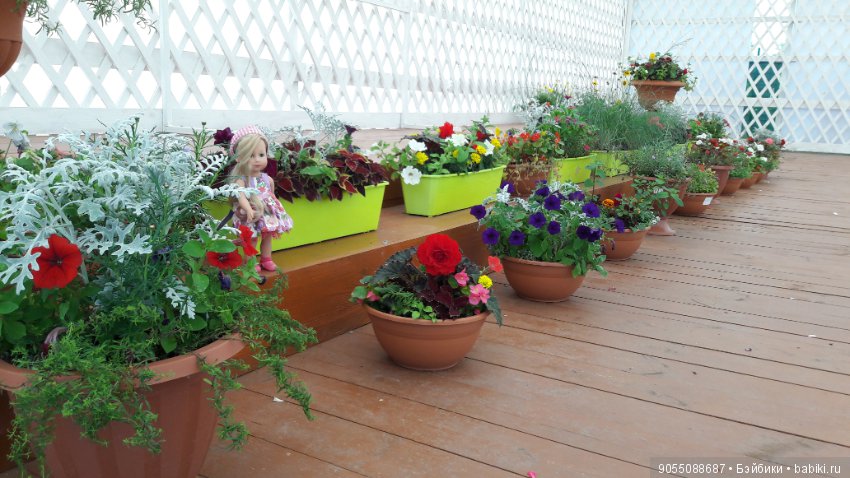 Лето... Солнце... Цветы — Болталка и разговоры обо всем: жизнь (фото 8)