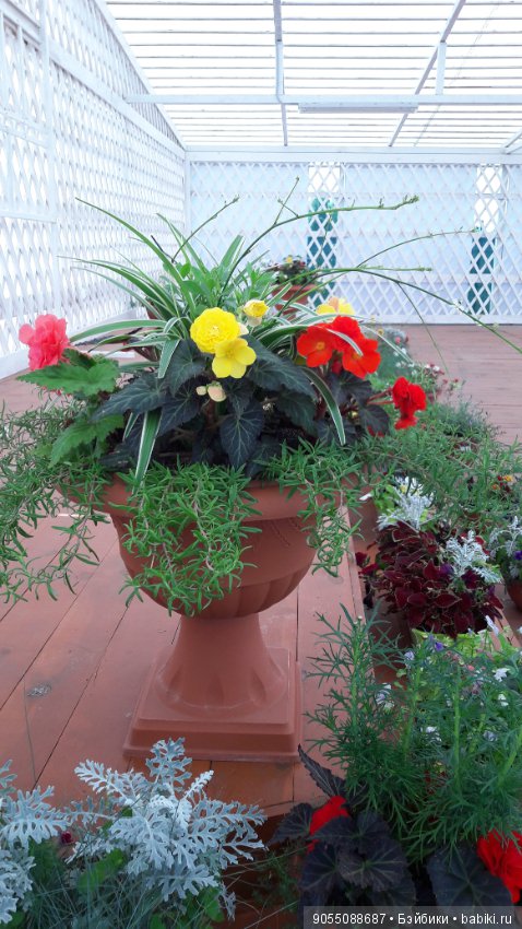 Лето... Солнце... Цветы — Болталка и разговоры обо всем: жизнь (фото 7)