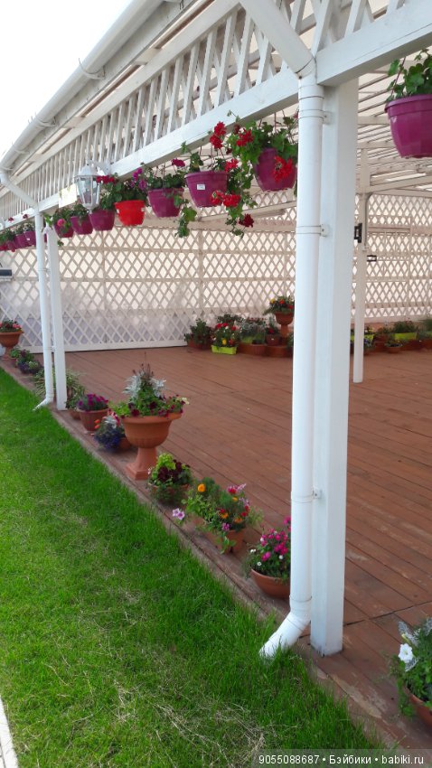 Лето... Солнце... Цветы — Болталка и разговоры обо всем: жизнь