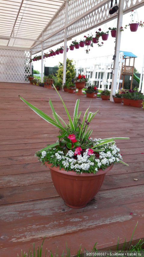 Лето... Солнце... Цветы — Болталка и разговоры обо всем: жизнь