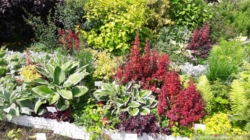 Лето... Солнце... Цветы — Болталка и разговоры обо всем: жизнь