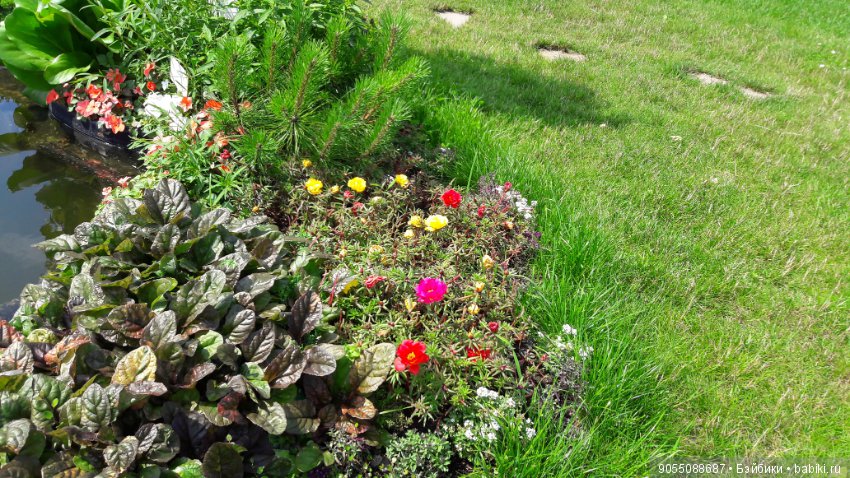 Лето... Солнце... Цветы — Болталка и разговоры обо всем: жизнь