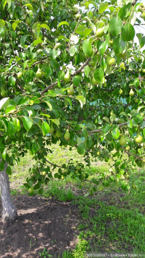 Лето... Солнце... Цветы — Болталка и разговоры обо всем: жизнь