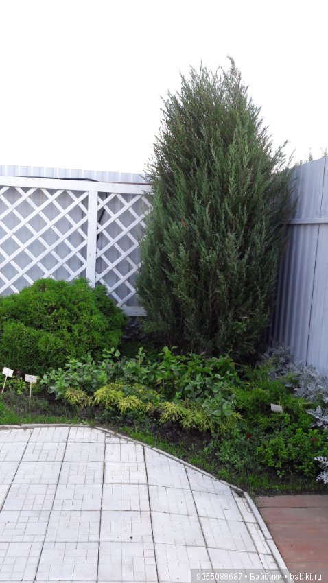 Лето... Солнце... Цветы — Болталка и разговоры обо всем: жизнь