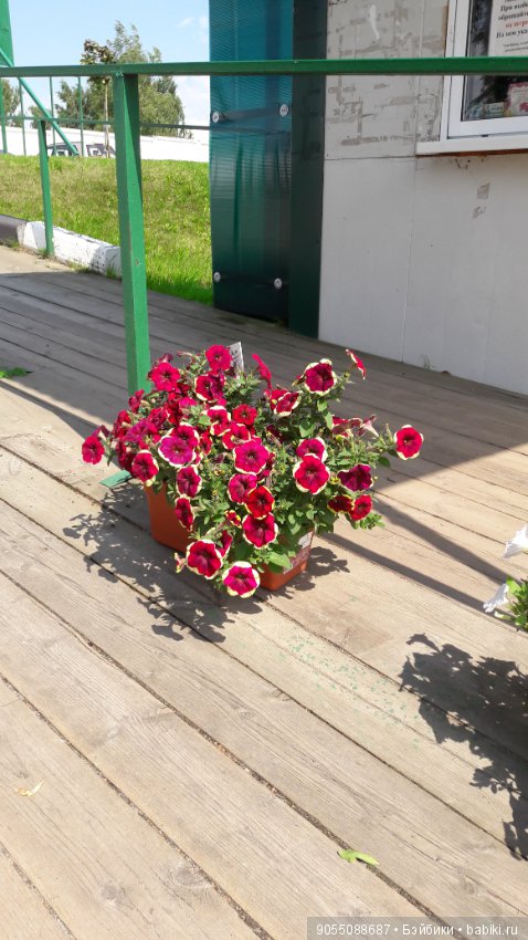 Лето... Солнце... Цветы — Болталка и разговоры обо всем: жизнь