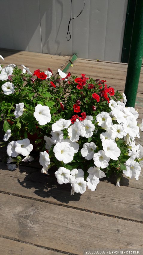 Лето... Солнце... Цветы — Болталка и разговоры обо всем: жизнь