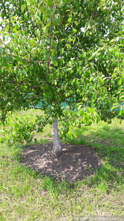 Лето... Солнце... Цветы — Болталка и разговоры обо всем: жизнь