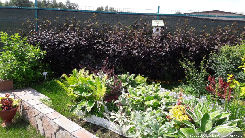 Лето... Солнце... Цветы — Болталка и разговоры обо всем: жизнь