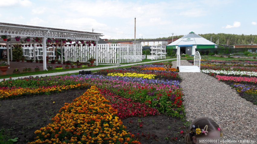 Лето... Солнце... Цветы — Болталка и разговоры обо всем: жизнь